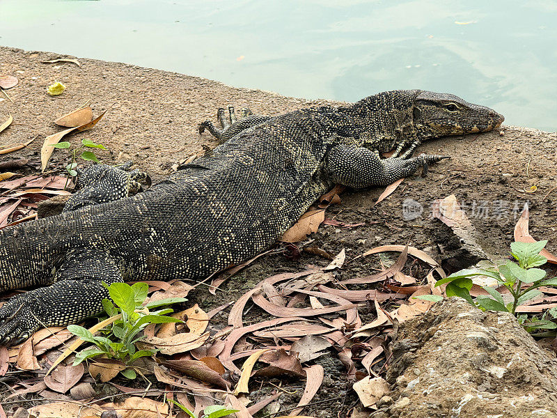 亚洲水蜥(Varanus salvator)的特写图像，在湖岸的泥土上晒日光浴，侧面视图，聚焦于前景